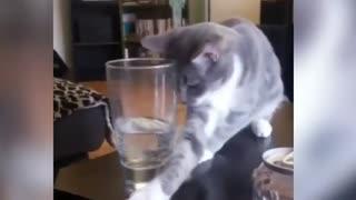 2017搞笑视频,笑点满满，欢乐无限