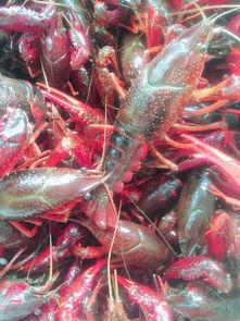 卖龙虾搞笑对话,一场卖龙虾的搞笑对话盛宴