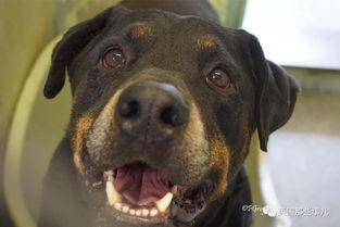 死狗图片,探寻死亡背后的哀伤故事